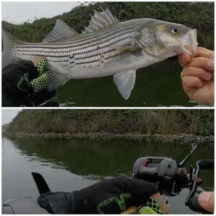 Baitcasting Rod and Reel Combos