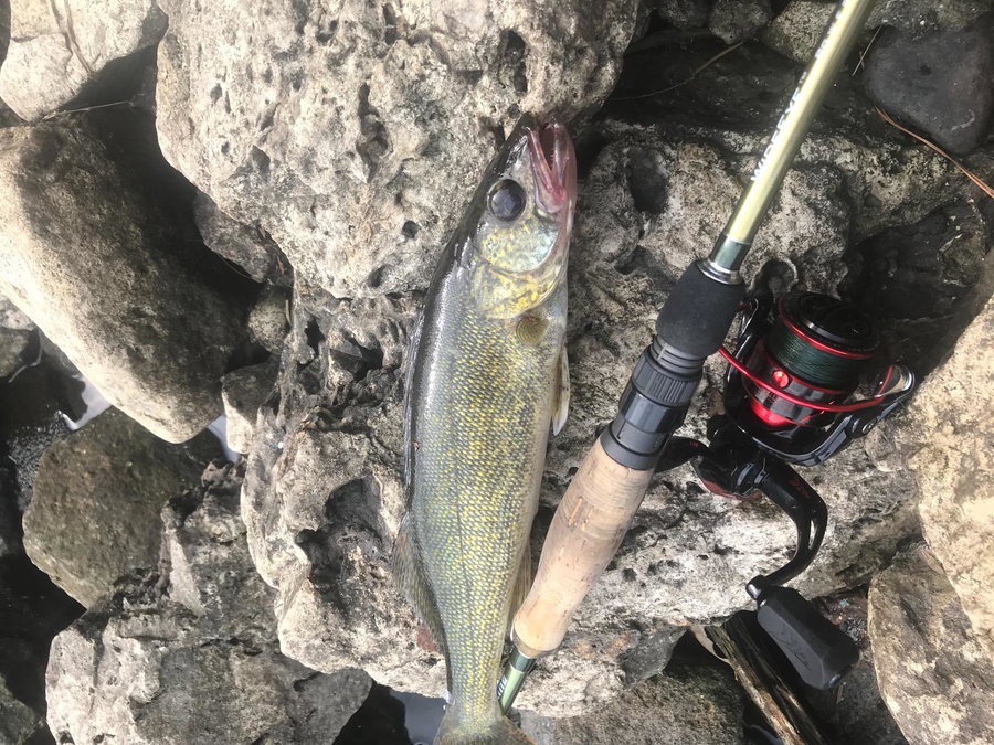 Fish resting on rocks beside a fishing rod and reel.