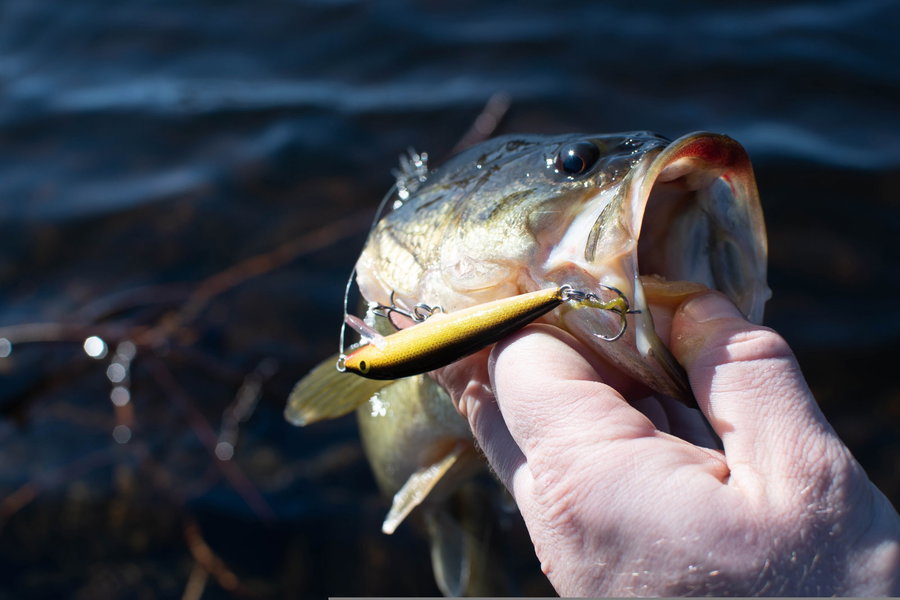Bass fish caught with a yellow fishing lure held by a person's hand.