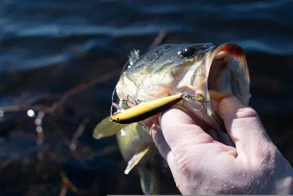 Top Bass Fishing Rods for Every Angler's Needs