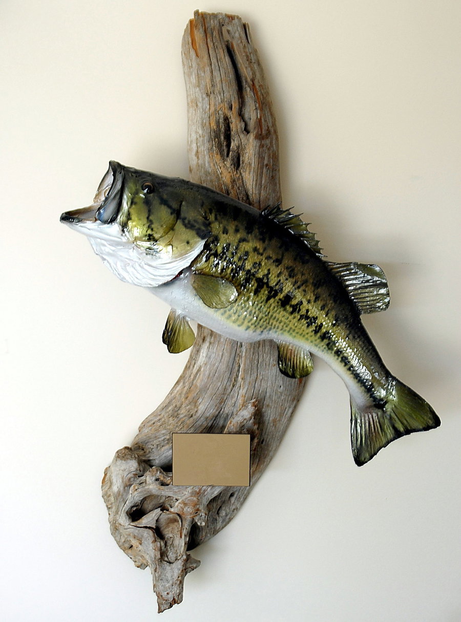 Mounted bass fish displayed on a wooden plaque against a light wall.