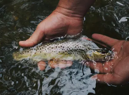 Top Trout Fishing Rods for Every Angler's Needs