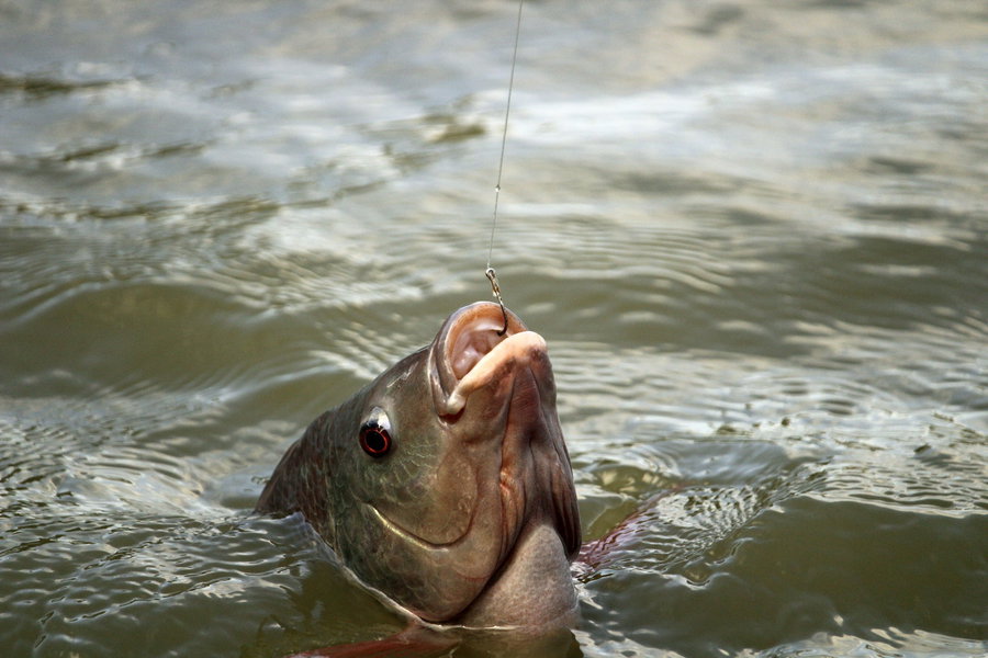 Fish breaching the water with a fishing hook in its mouth.