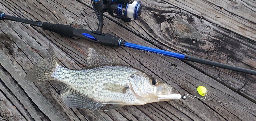 Crappie fish resting on wooden surface beside a baitcasting rod and lure.