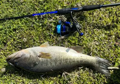Baitcasting Rod and Reel Combos