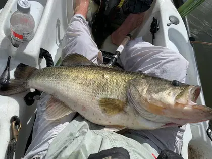 Penn Spinfisher and Slammer Reels