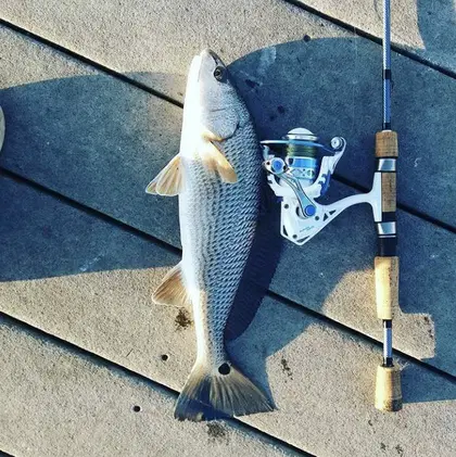 Affordable Spinning Reels