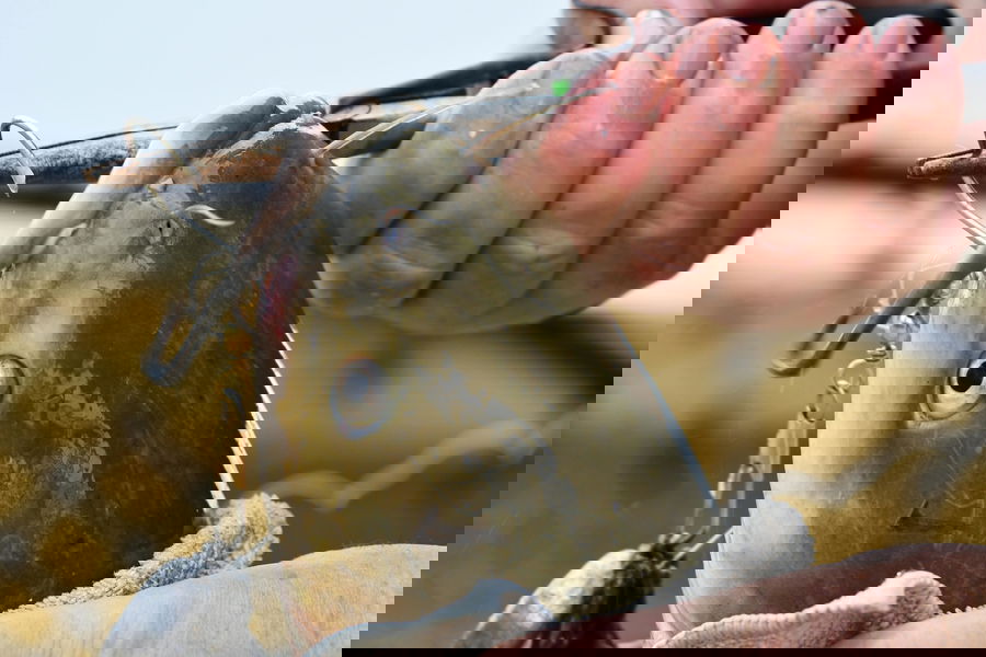 Close-up of an angler carefully removing a fishing hook from a fish using needle-nose pliers while supporting the fish properly.